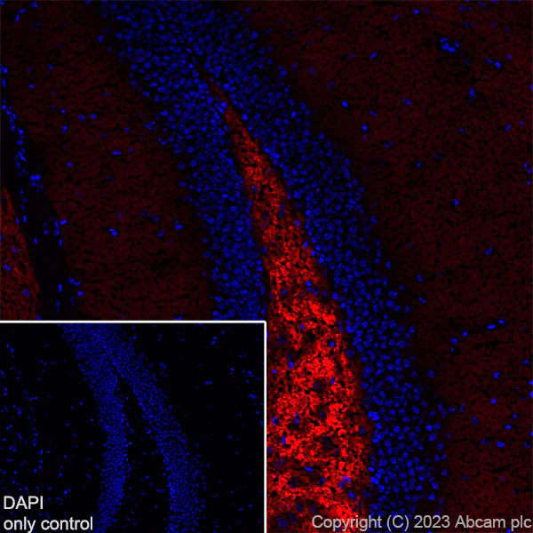 Immunohistochemistry (Frozen sections) - Alexa Fluor® 555 Anti-Synapsin I - Synaptic Marker antibody [EPR23531-50] (AB309971)