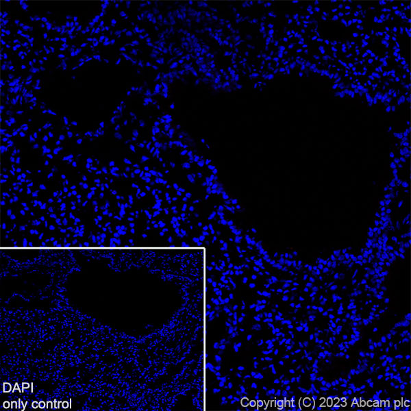 Immunohistochemistry (Frozen sections) - Alexa Fluor® 555 Anti-Synapsin I - Synaptic Marker antibody [EPR23531-50] (AB309971), expandable thumbnail