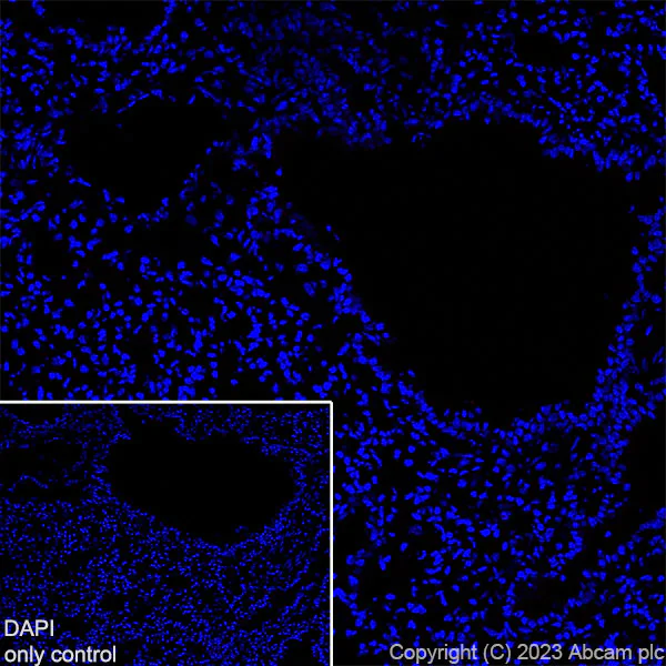 Immunohistochemistry (Frozen sections) - Alexa Fluor® 555 Anti-Synapsin I - Synaptic Marker antibody [EPR23531-50] (AB309971)