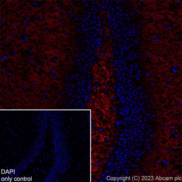 Immunohistochemistry (Frozen sections) - Alexa Fluor® 555 Anti-Synapsin I - Synaptic Marker antibody [EPR23531-50] (AB309971), expandable thumbnail