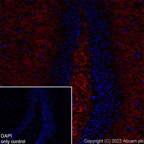 Immunohistochemistry (Frozen sections) - Alexa Fluor® 555 Anti-Synapsin I - Synaptic Marker antibody [EPR23531-50] (AB309971)