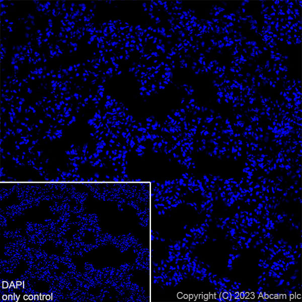 Immunohistochemistry (Frozen sections) - Alexa Fluor® 555 Anti-Synapsin I - Synaptic Marker antibody [EPR23531-50] (AB309971), expandable thumbnail