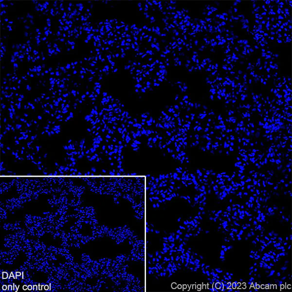 Immunohistochemistry (Frozen sections) - Alexa Fluor® 555 Anti-Synapsin I - Synaptic Marker antibody [EPR23531-50] (AB309971)