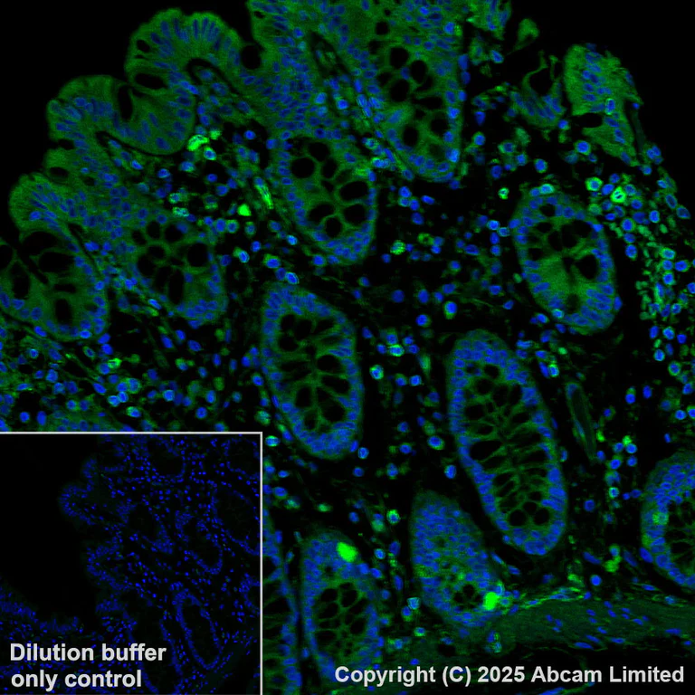 Immunohistochemistry (Formalin/PFA-fixed paraffin-embedded sections) - Alexa Fluor® 555 Anti-TAP1 antibody [EPR26236-92] (AB325702)
