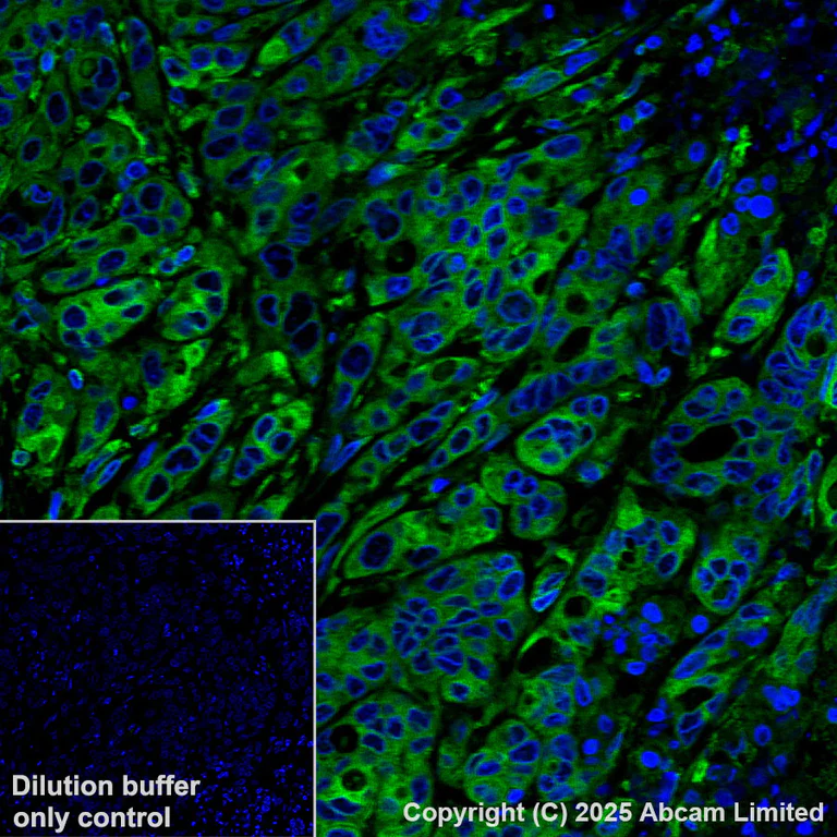 Immunohistochemistry (Formalin/PFA-fixed paraffin-embedded sections) - Alexa Fluor® 555 Anti-TAP1 antibody [EPR26236-92] (AB325702)