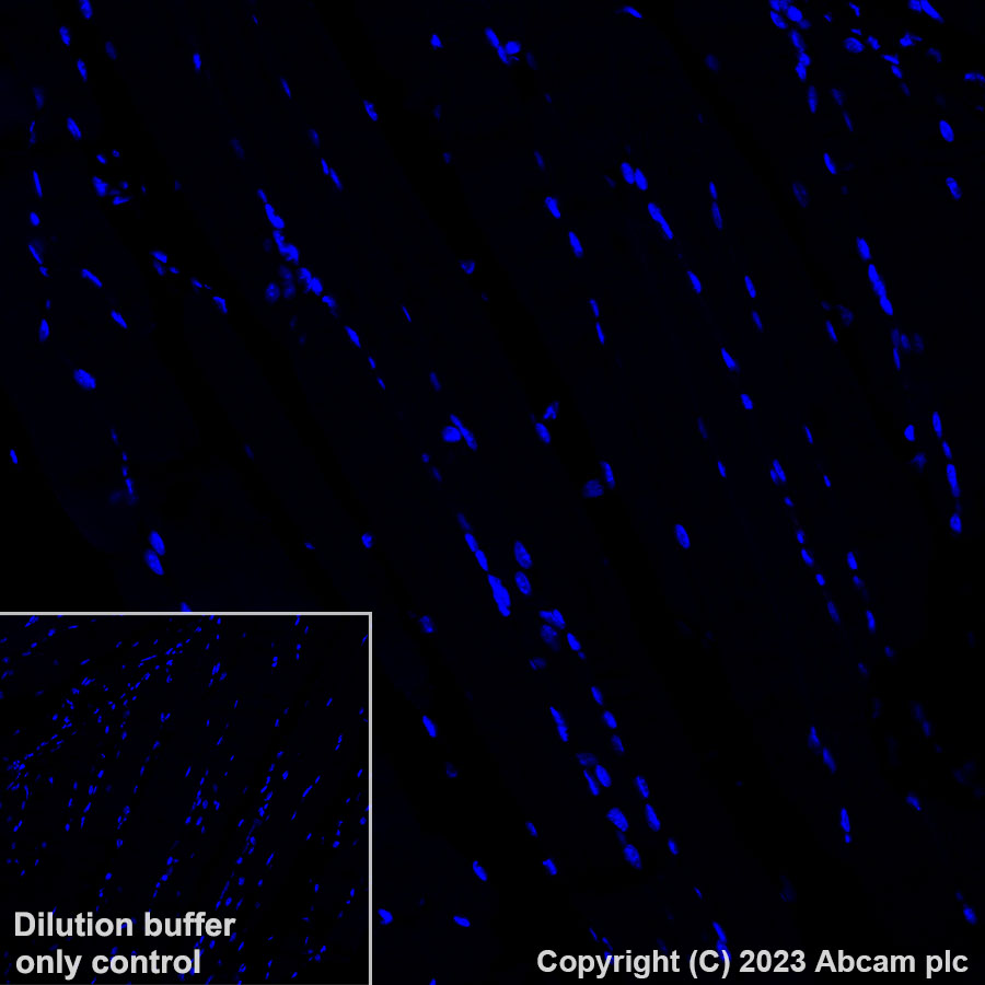 Immunohistochemistry (Formalin/PFA-fixed paraffin-embedded sections) - Alexa Fluor® 555 Anti-TBR2 / Eomes antibody [EPR19012] (AB315133), expandable thumbnail