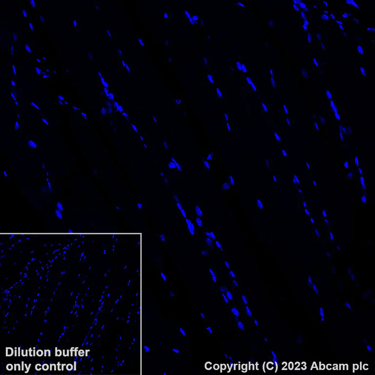 Immunohistochemistry (Formalin/PFA-fixed paraffin-embedded sections) - Alexa Fluor® 555 Anti-TBR2 / Eomes antibody [EPR19012] (AB315133)