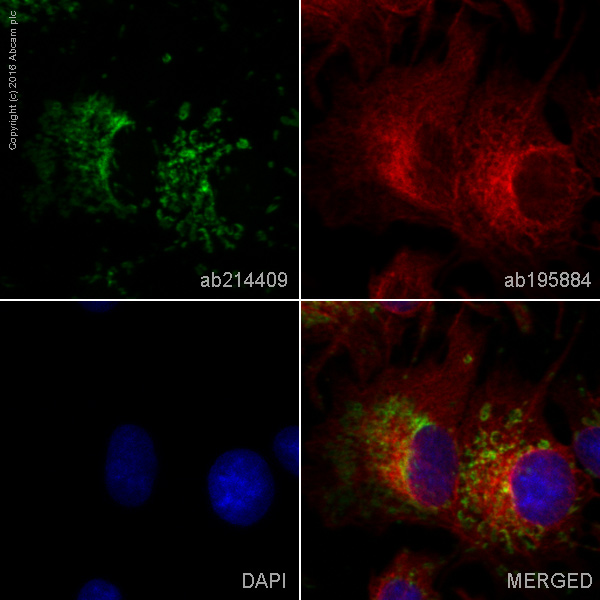 Immunocytochemistry/ Immunofluorescence - Alexa Fluor® 555 Anti-TOMM20 antibody [EPR15581-39] (AB214409), expandable thumbnail