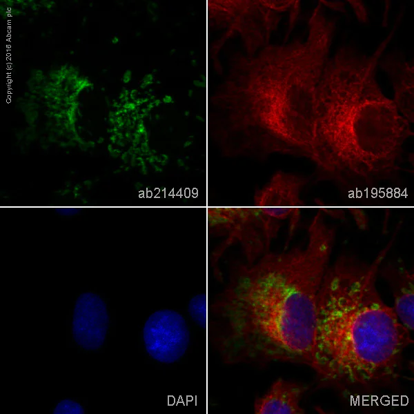 Immunocytochemistry/ Immunofluorescence - Alexa Fluor® 555 Anti-TOMM20 antibody [EPR15581-39] - Mitochondrial Marker (AB214409)