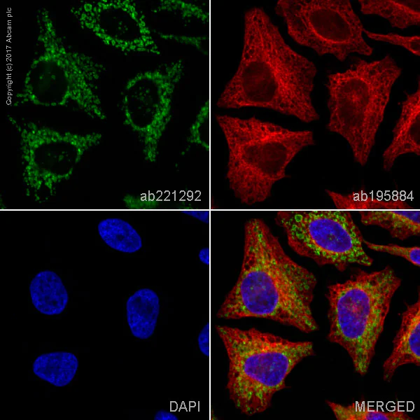 Anti-TOMM20 Alexa Fluor® 555 antibody [EPR15581-54