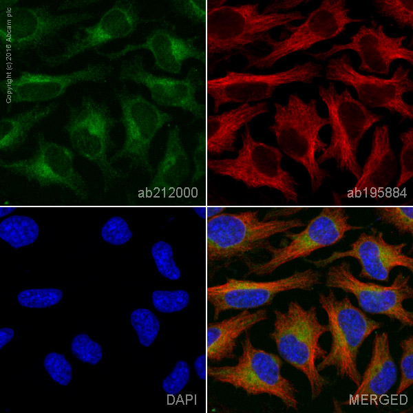 Immunocytochemistry/ Immunofluorescence - Alexa Fluor® 555 Anti-TREX1 antibody [EPR14985] (AB212000)