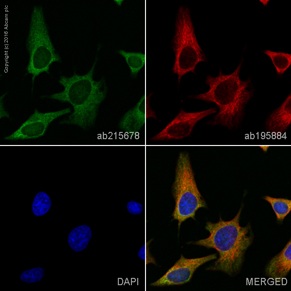 Immunocytochemistry/ Immunofluorescence - Alexa Fluor® 555 Anti-Tryptophanyl tRNA synthetase/WRS antibody [EPR3424] (AB215678)