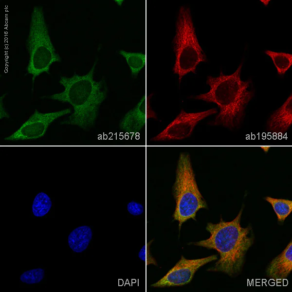 Immunocytochemistry/ Immunofluorescence - Alexa Fluor® 555 Anti-Tryptophanyl tRNA synthetase/WRS antibody [EPR3424] (AB215678)