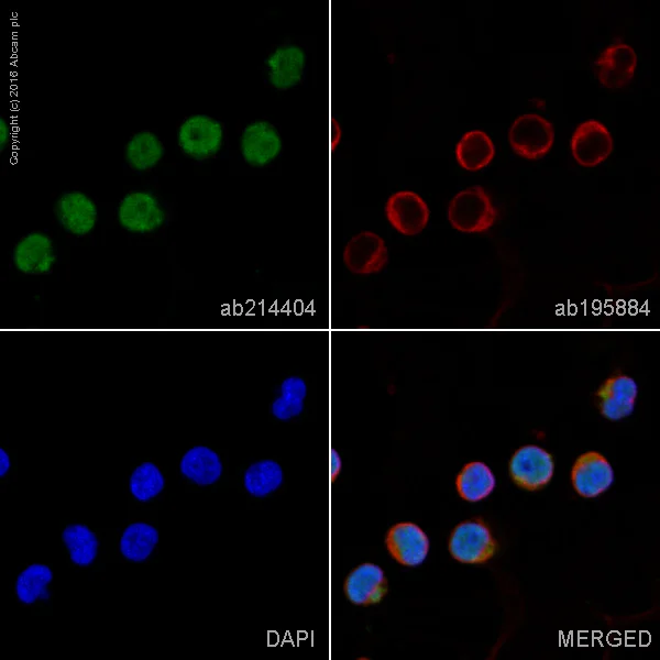 Immunocytochemistry/ Immunofluorescence - Alexa Fluor® 555 Anti-TSG101 antibody [EPR7130(B)] (AB214404)