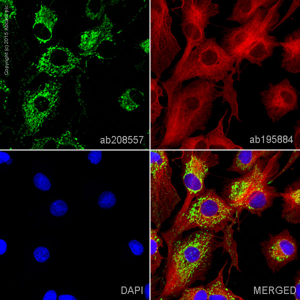 Immunocytochemistry/ Immunofluorescence - Alexa Fluor® 555 Anti-TUFM antibody [EPR12796(B)] (AB208557), expandable thumbnail