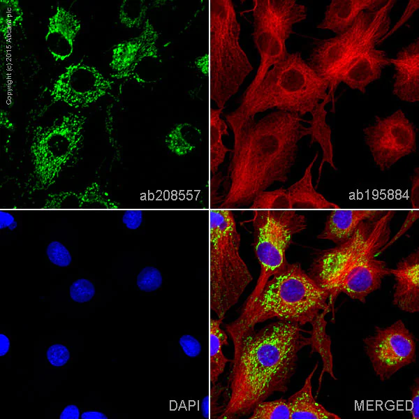 Immunocytochemistry/ Immunofluorescence - Alexa Fluor® 555 Anti-TUFM antibody [EPR12796(B)] (AB208557)
