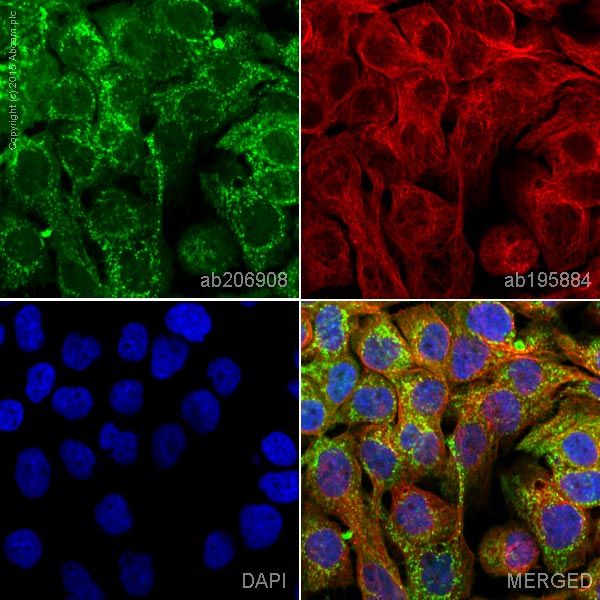Immunocytochemistry/ Immunofluorescence - Alexa Fluor® 555 Anti-Vinculin antibody [EPR8185] - Loading Control (AB206908), expandable thumbnail