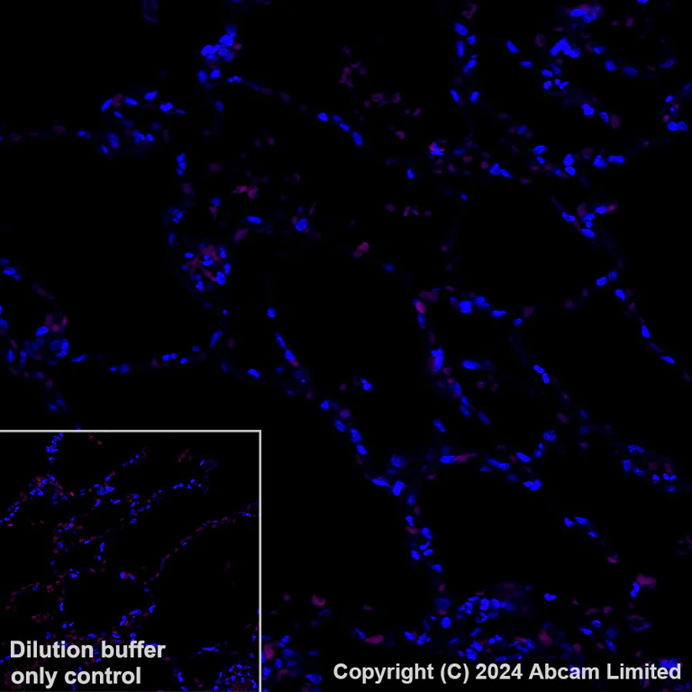 Immunohistochemistry (Formalin/PFA-fixed paraffin-embedded sections) - Alexa Fluor® 568 Anti-ADAM22 antibody [EPR28037-56] (AB319190)