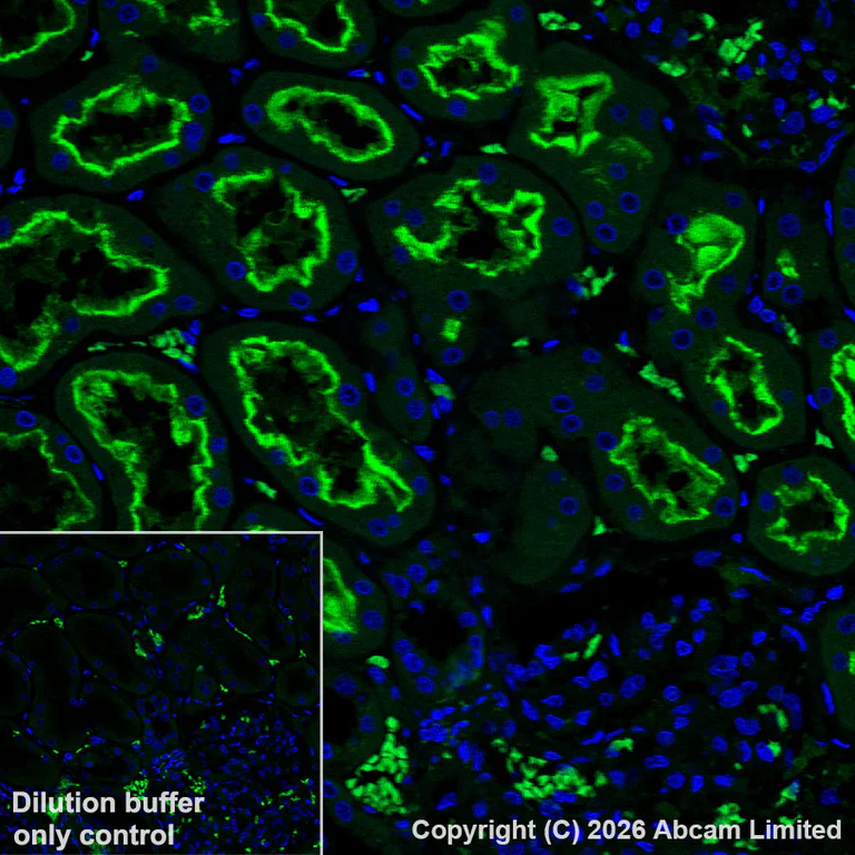 Immunohistochemistry (Formalin/PFA-fixed paraffin-embedded sections) - Alexa Fluor® 568 Anti-ATP6V1B2 antibody [EPR28916-13] (AB325786)
