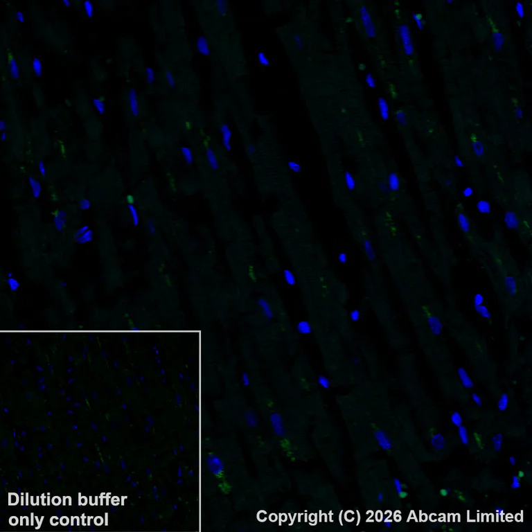 Immunohistochemistry (Formalin/PFA-fixed paraffin-embedded sections) - Alexa Fluor® 568 Anti-ATP6V1B2 antibody [EPR28916-13] (AB325786)