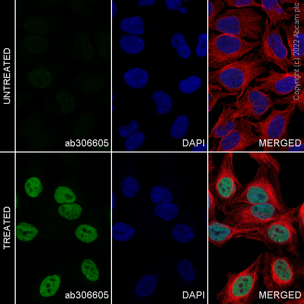 Immunocytochemistry/ Immunofluorescence - Alexa Fluor® 568 Anti-c-Fos antibody [EPR21930-238] (AB303464), expandable thumbnail