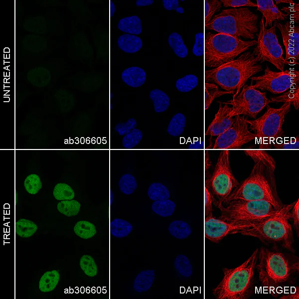 Immunocytochemistry/ Immunofluorescence - Alexa Fluor® 568 Anti-c-Fos antibody [EPR21930-238] (AB303464)