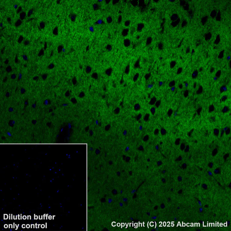 Immunohistochemistry (Formalin/PFA-fixed paraffin-embedded sections) - Alexa Fluor® 568 Anti-Calcium Pump PMCA2 ATPase antibody [EPR28923-56] (AB324299)