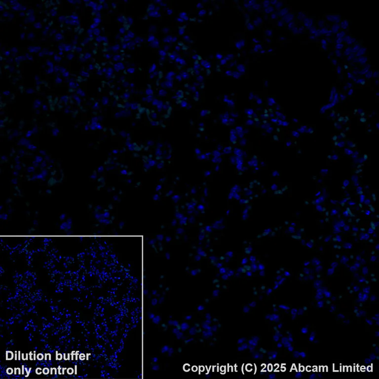 Immunohistochemistry (Formalin/PFA-fixed paraffin-embedded sections) - Alexa Fluor® 568 Anti-Calcium Pump PMCA2 ATPase antibody [EPR28923-56] (AB324299)