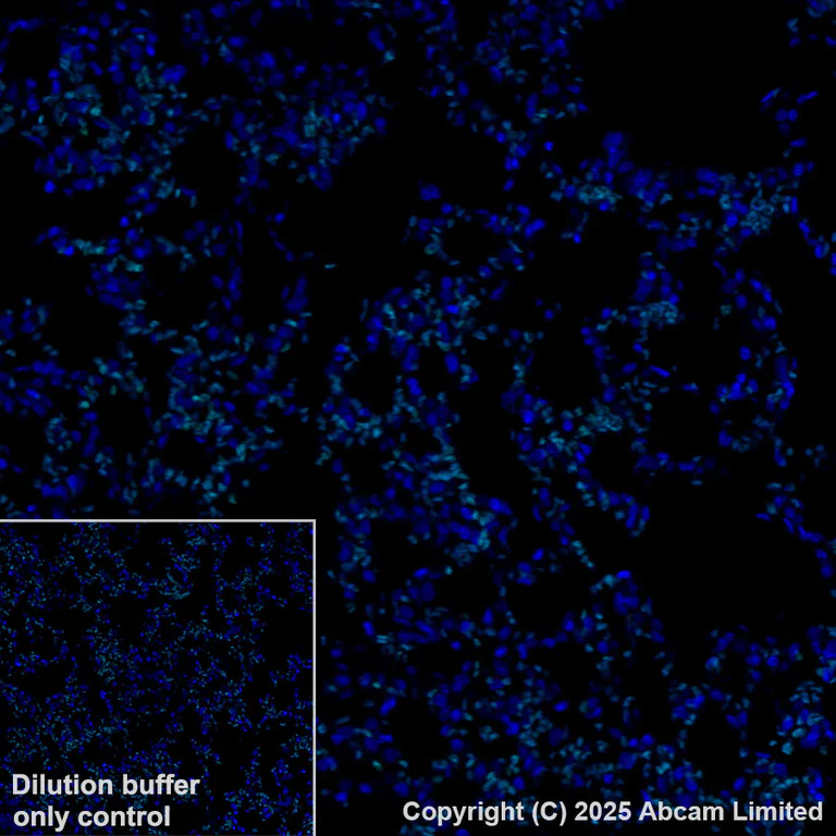 Immunohistochemistry (Formalin/PFA-fixed paraffin-embedded sections) - Alexa Fluor® 568 Anti-Calcium Pump PMCA2 ATPase antibody [EPR28923-56] (AB324299)