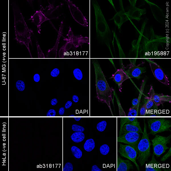 Immunocytochemistry/ Immunofluorescence - Alexa Fluor® 568 Anti-CD73 antibody [EPR28213-52] (AB318177)