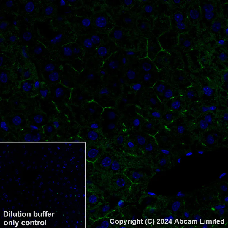 Immunohistochemistry (Formalin/PFA-fixed paraffin-embedded sections) - Alexa Fluor® 568 Anti-CD73 antibody [EPR28214-169] (AB322132)