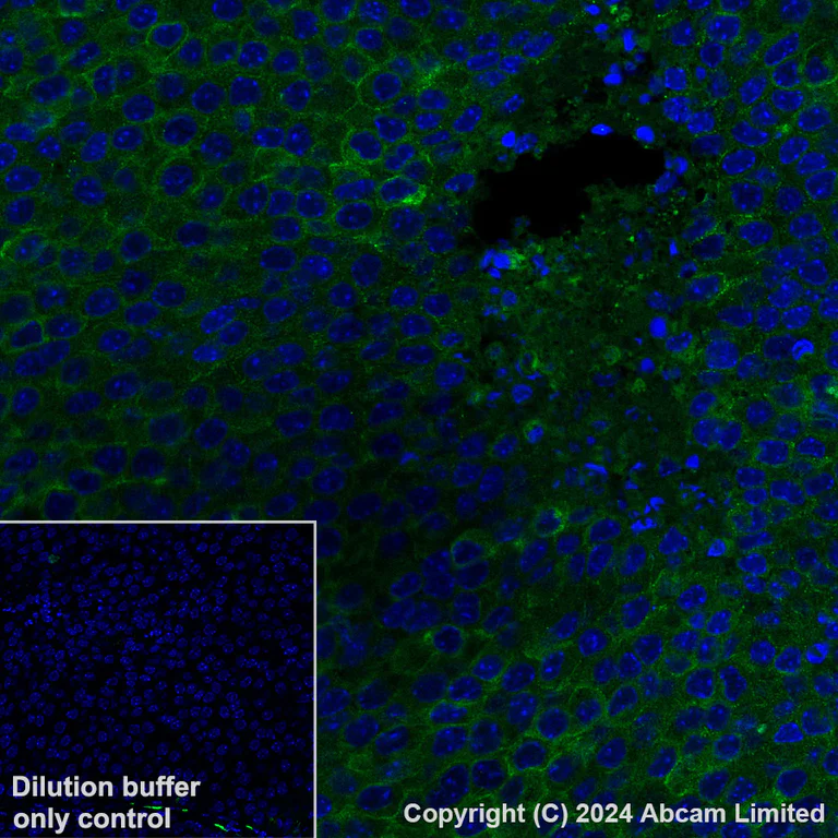 Immunohistochemistry (Formalin/PFA-fixed paraffin-embedded sections) - Alexa Fluor® 568 Anti-CD73 antibody [EPR28214-169] (AB322132)