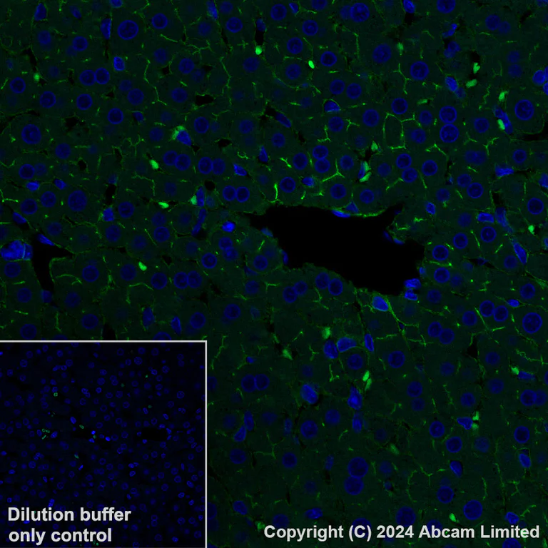 Immunohistochemistry (Formalin/PFA-fixed paraffin-embedded sections) - Alexa Fluor® 568 Anti-CD73 antibody [EPR28214-169] (AB322132)