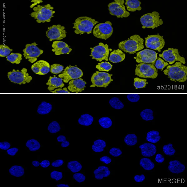 Immunocytochemistry/ Immunofluorescence - Alexa Fluor® 568 Anti-CD90 / Thy1 antibody [EPR3133] (AB201848)