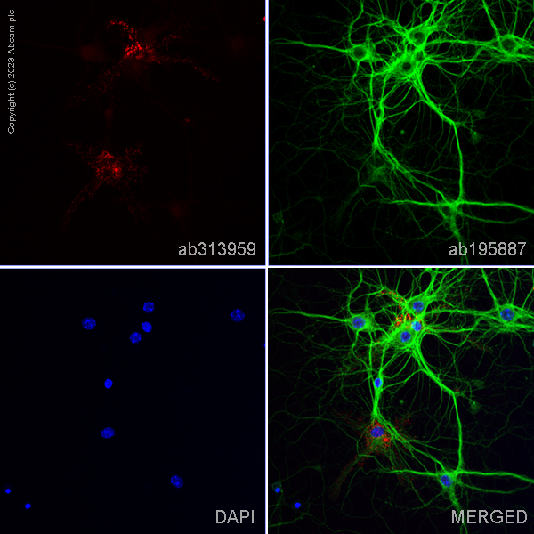 Immunocytochemistry/ Immunofluorescence - Alexa Fluor® 568 Anti-CNPase antibody [11-5B] (AB313959), expandable thumbnail
