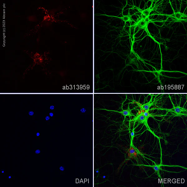 Immunocytochemistry/ Immunofluorescence - Alexa Fluor® 568 Anti-CNPase antibody [11-5B] (AB313959)