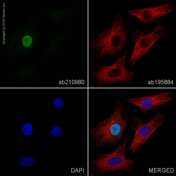 Immunocytochemistry/ Immunofluorescence - Alexa Fluor® 568 Anti-Cyclin A2 antibody [Y193] (AB210980)