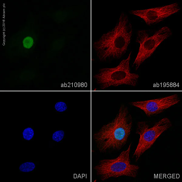 Immunocytochemistry/ Immunofluorescence - Alexa Fluor® 568 Anti-Cyclin A2 antibody [Y193] (AB210980)