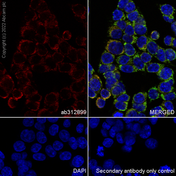 Immunocytochemistry/ Immunofluorescence - Alexa Fluor® 568 Anti-Frataxin antibody [EPR21840] (AB312899), expandable thumbnail