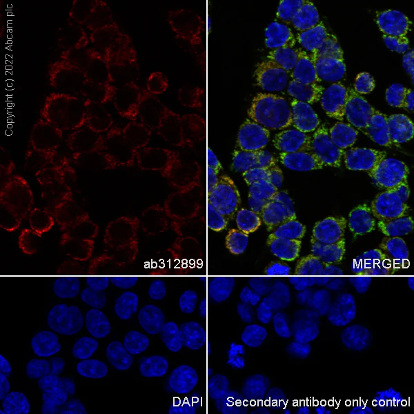 Immunocytochemistry/ Immunofluorescence - Alexa Fluor® 568 Anti-Frataxin antibody [EPR21840] (AB312899)