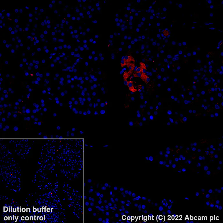 Immunohistochemistry (Formalin/PFA-fixed paraffin-embedded sections) - Alexa Fluor® 568 Anti-GAD65 antibody [EPR22952-70] (AB307856)