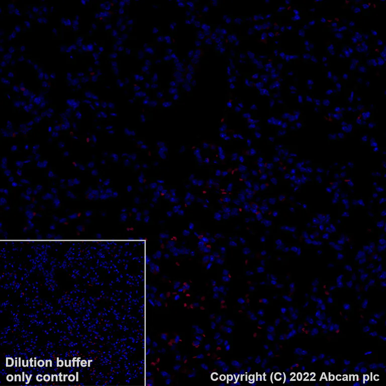 Immunohistochemistry (Formalin/PFA-fixed paraffin-embedded sections) - Alexa Fluor® 568 Anti-GAD65 antibody [EPR22952-70] (AB307856)