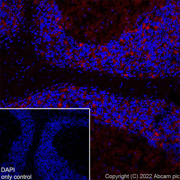 Immunohistochemistry (Frozen sections) - Alexa Fluor® 568 Anti-GAD65 antibody [EPR22952-70] (AB307856)