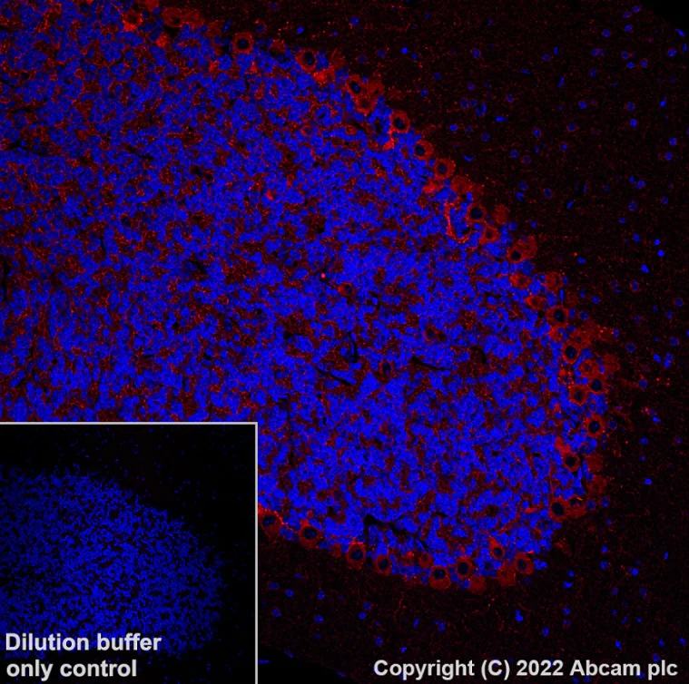 Immunohistochemistry (Formalin/PFA-fixed paraffin-embedded sections) - Alexa Fluor® 568 Anti-GAD67/GAD1 antibody [EPR20578] (AB303463)