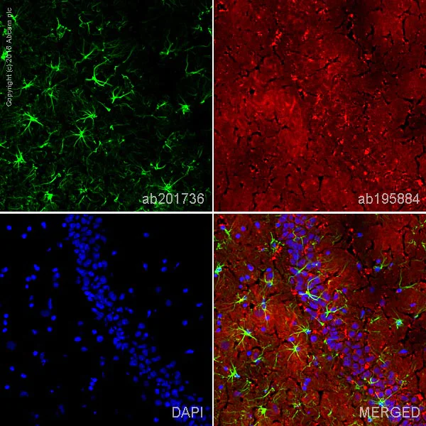 Immunohistochemistry (Frozen sections) - Alexa Fluor® 568 Anti-GFAP antibody [EPR1034Y] - Astrocyte Marker (AB201736)