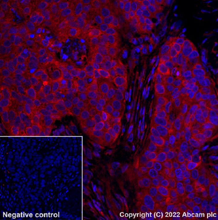 Immunohistochemistry (Formalin/PFA-fixed paraffin-embedded sections) - Alexa Fluor® 568 Anti-Glutamine Synthetase antibody [EPR13022(B)] (AB302807), expandable thumbnail