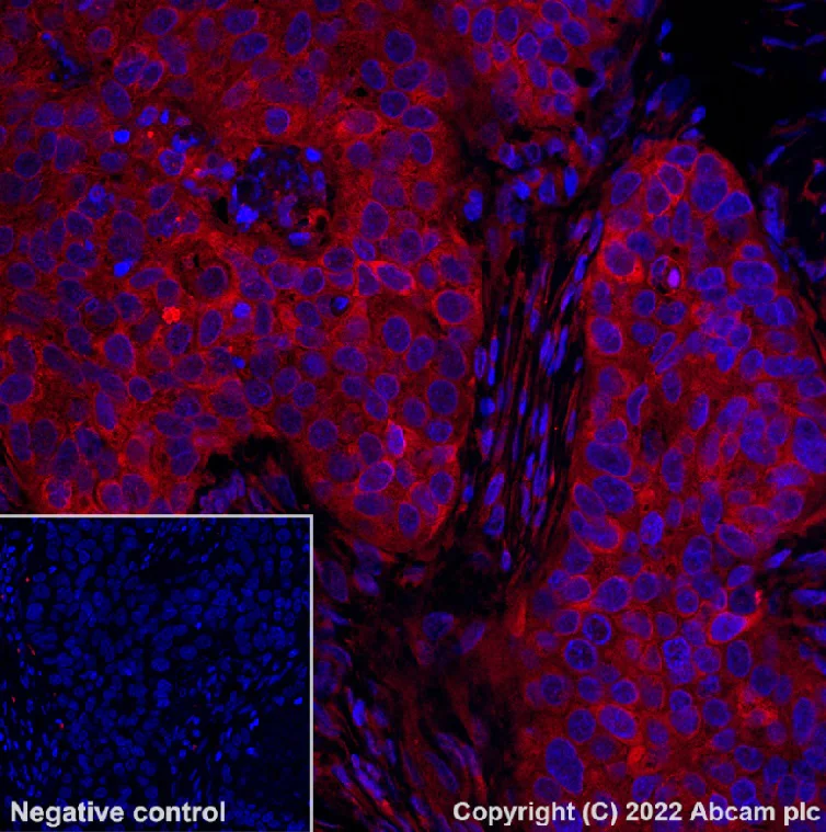 Immunohistochemistry (Formalin/PFA-fixed paraffin-embedded sections) - Alexa Fluor® 568 Anti-Glutamine Synthetase antibody [EPR13022(B)] (AB302807)