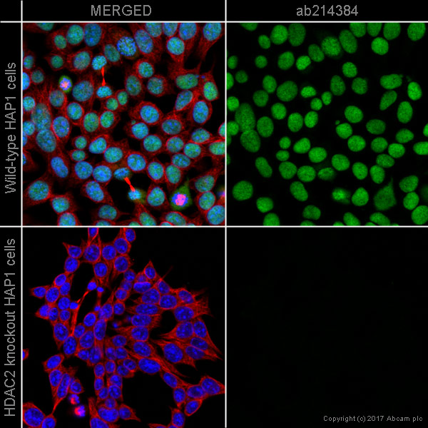 Immunocytochemistry/ Immunofluorescence - Alexa Fluor® 568 Anti-HDAC2 antibody [Y461] (AB214384), expandable thumbnail