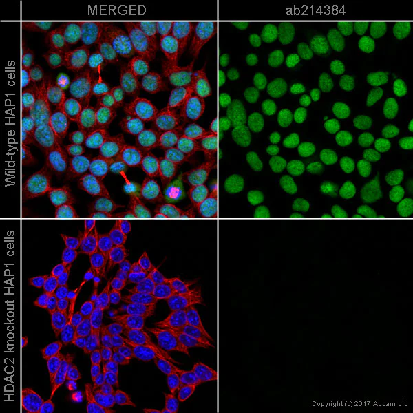 Immunocytochemistry/ Immunofluorescence - Alexa Fluor® 568 Anti-HDAC2 antibody [Y461] (AB214384)