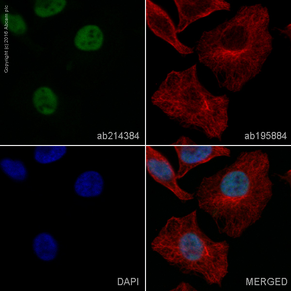 Immunocytochemistry/ Immunofluorescence - Alexa Fluor® 568 Anti-HDAC2 antibody [Y461] (AB214384), expandable thumbnail